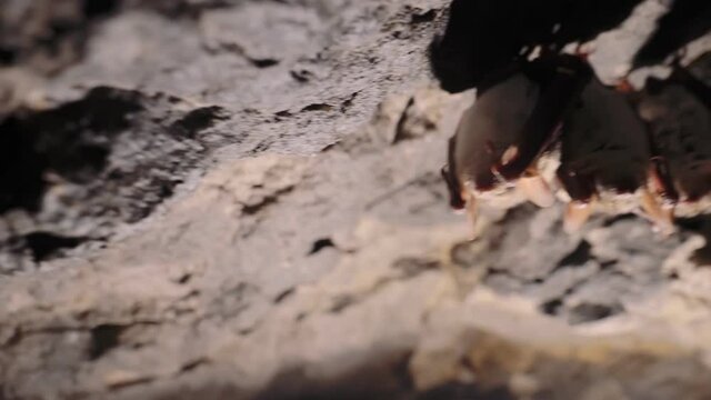Bats sleeping in a cave in the winter. The camera is in motion.
