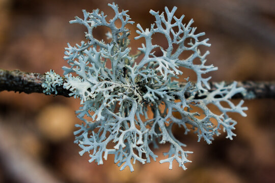 oak lichen Evernia prunastri