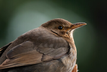 Eurasian Blackbird - Turdus merula, common blackbird from European gardens and forests, Zlin, Czech Republic.