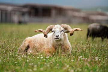 Sheep with twisted horns, Traditional Slovak breed - Original Valaska resting in spring meadow grass, eyes half closed