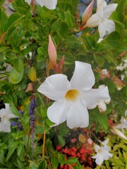 pink and white flowers