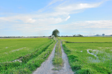 A pathway in a rice field with rice trees and sky as a background.