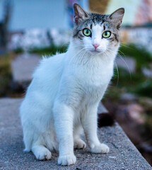 um lindo gato branco olhando para câmera