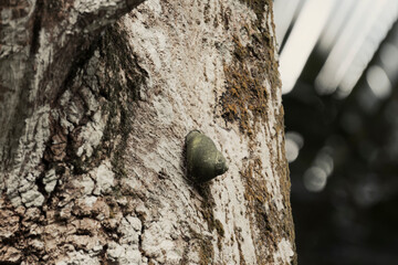 tree trunk in a forest