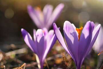 Sun shines through petals of wild purple and yellow flower Crocus heuffelianus discolor growing in spring dry grass