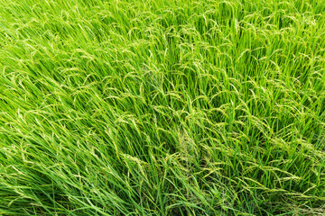 Beautiful Organic green paddy field in Thailand.