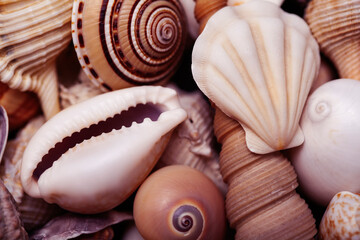 a lot of different empty sea shells on background, macro details