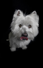 Perro Blanco West Highland white terrier 