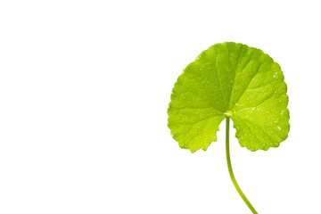 Fototapeta premium close up Gotu kola (Centella asiatica) leaves on white background