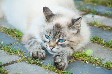 Neva Masquerade cat with big blue eyes laying on walkway - 408802917