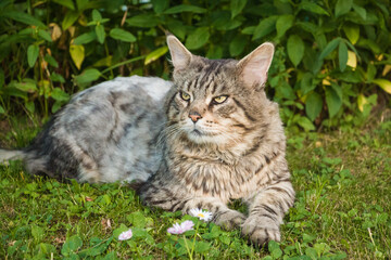 Maine Coon cat with green eyes laying on lawn - 408802969