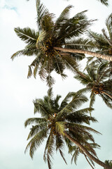 Fototapeta na wymiar Tropikalne palmy kokosowe na tle zachodzącego słońca, plaży i oceanu.