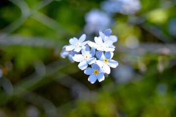 Macro shooting. Little pale blue flowers sprouted through the bars