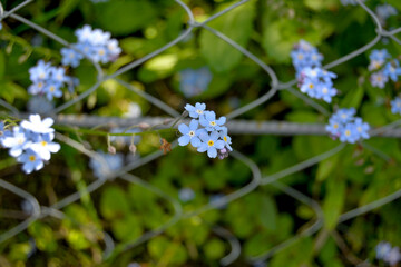 Macro shooting. Little pale blue flowers sprouted through the bars
