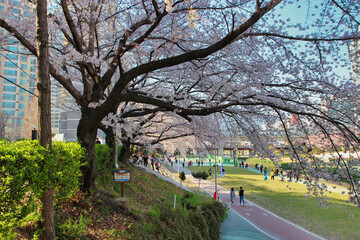 Spring of Oncheoncheon Citizens Park , Busan, South Korea, Asia