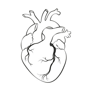 Human heart. Anatomical realistic line art, vector illustration