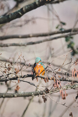 sitzender Eisvogel