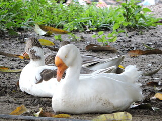 Obraz premium beautiful ducks