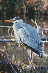 Graureiher Fischreiher freie Natur