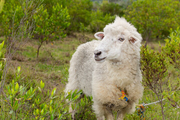 Naklejka premium Single sheep standing on a pasture