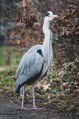 Graureiher Fischreiher freie Natur