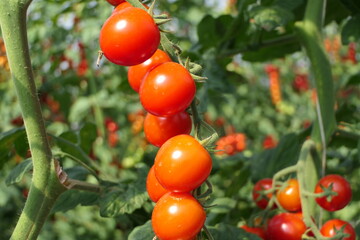 On the plantation red shiny harvestable mini tomatoes, called Cherry tomato