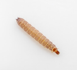 Worms found in dry dog food/Kibble
