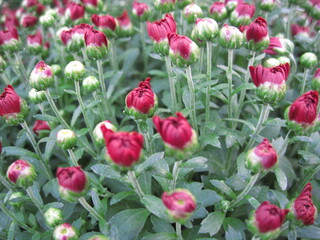 Bud of Mexican aster flowers, colors of purple, violet white in green background 