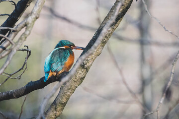 Eisvogel am Ufer VI