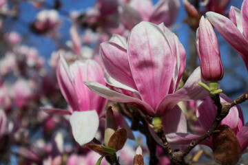 Delicate magnolia flowers in an urban park