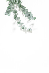 ユーカリ　爽やかな植物の白背景素材