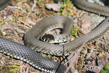 Grass snake