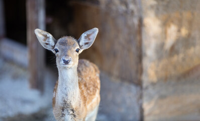 White-tailed deer fawn in zoo