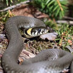 Grass snake