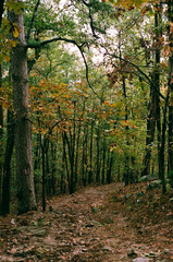 Arkansas woods