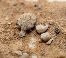 A small ant-lion larvae