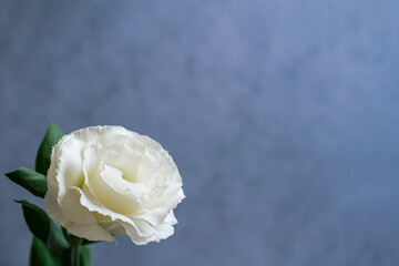 トルコキキョウ　葬儀の白い花