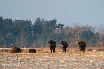 Wild European bisons on the field snow covered, landscape panorama