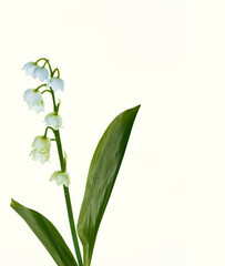 Fototapeta premium Lily of the valley flower on white background.