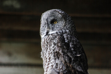 Great grey owl