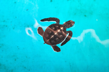 Obraz premium Bébé tortue luth du parc national de l'île de Penang, Malaisie