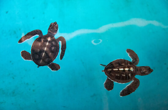 B&eacute;b&eacute;s tortues luth du parc national de l'&icirc;le de Penang, Malaisie