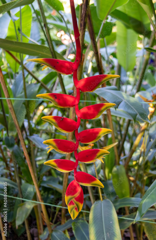 Poster Heliconia, parc floral sur l'île de Penang, Malaisie