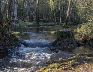 River in the New Forest, Hampshire, UK. Low early morning light streams through the trees to light up where two rivers meet.
