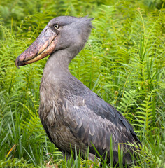 Shoebill in Entebbe, Uganda. The shoebill (Balaeniceps rex) is a very large stork-like bird. The adult is mainly grey while the juveniles are browner. It lives in tropical east Africa in large swamps.