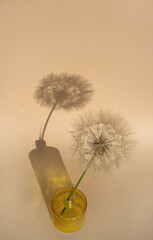 One large tender air dandelion flower in an orange vase on a beige background