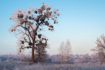 winter sunrise and a tree on a slope. Fantastic winter landscape. frozen snowy trees at sunrise. Christmas holiday background
