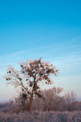 winter sunrise and a tree on a slope. Fantastic winter landscape. frozen snowy trees at sunrise. Christmas holiday background