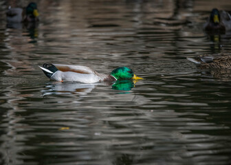 Obraz premium Male Mallard (Anas platyrhynchos) swims in Franklin Canyon pond, Los Angeles, CA.