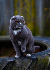 Gray cat with white spots in nature..